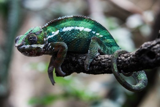 iguana on branch in jungle