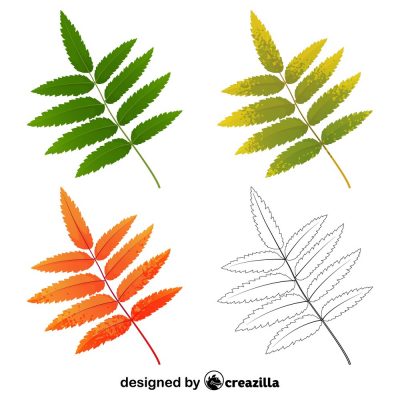 Rowan tree leaf creazilla - A Style for Your Garden Shed Tips
