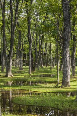 Obel Award 2019 Water Garden Aedes Architecture Forum