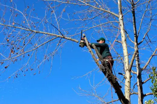Why it makes sense to trim trees regularly