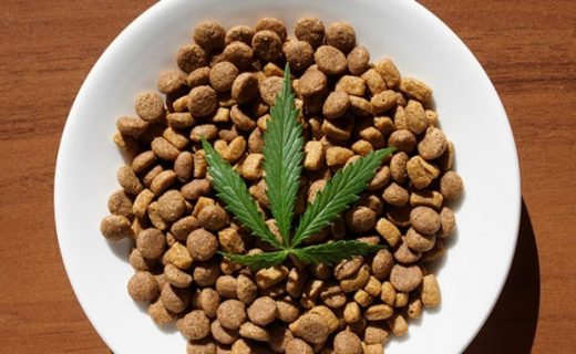 CBD cat treats guide