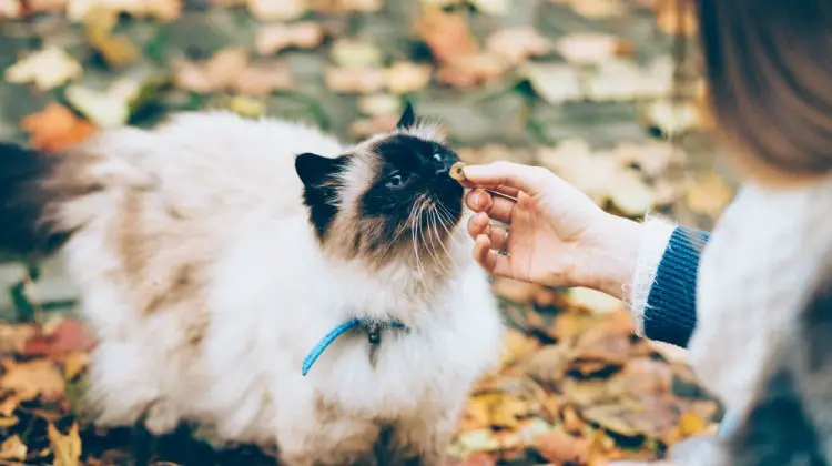 4 things you must know about CBD cat treats