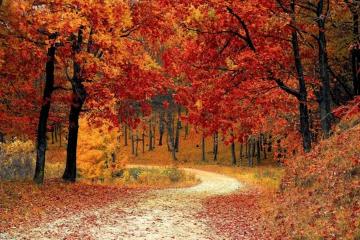 autumn wood trees nature - Reasons why landscaping is good for you