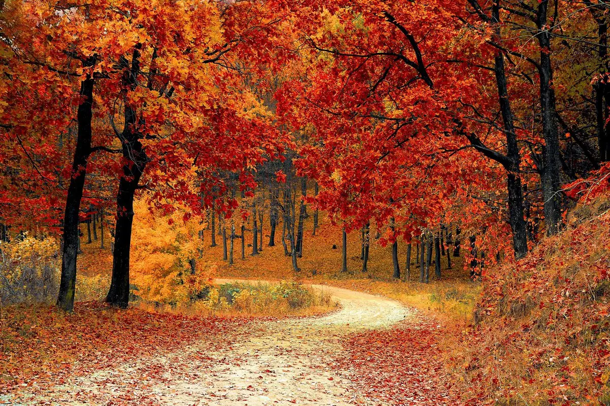 autumn wood trees nature - Reasons why landscaping is good for you