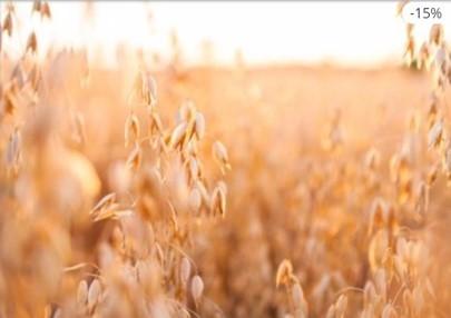 Crop field with ripe oat seed poster