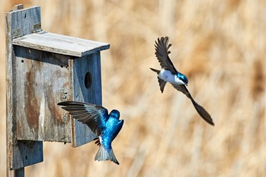 Idea to make your backyard bird-friendly