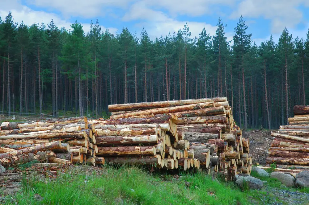 Scottish Timber logs wood
