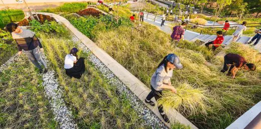 Thammasat University urban farm Roof Bangkok landscape