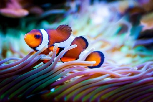 home aquarium fish pet tips - Want to Set Up Your Own Aquarium