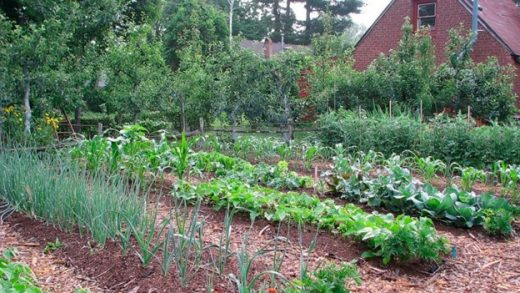 managing large garden advice - home plants help