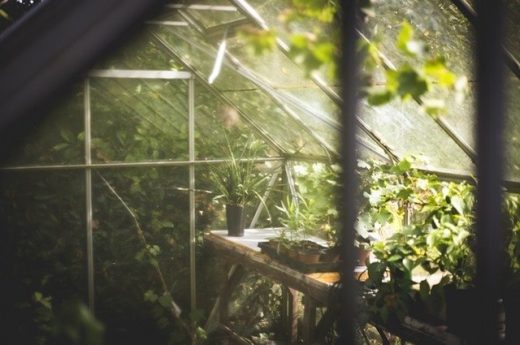 Should you build or buy a greenhouse