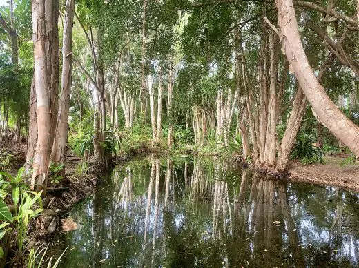 Backyard pond at Yorkeys Knob