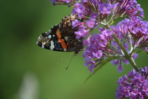 butterfly How are memes change our lives on daily basis