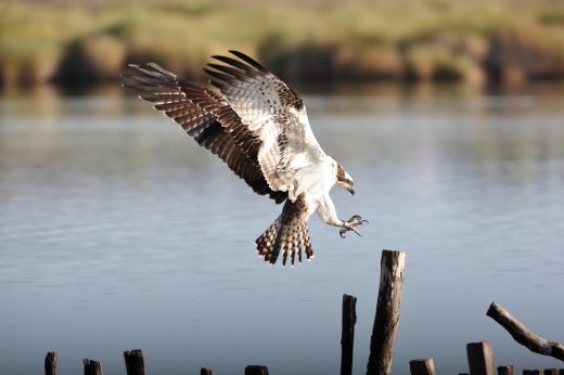 WWF Orbetello Italy nature - birds