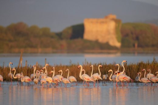 WWF Orbetello Italy nature - birds