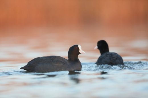 WWF Observation Cabins Competition Orbetello Italy nature - birds