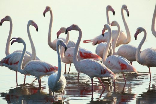 WWF Observation Cabins Competition site - Orbetello Italy nature - birds