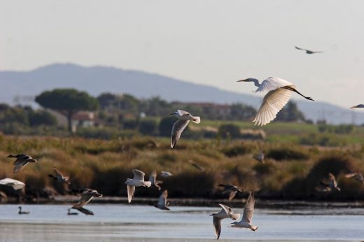 WWF Orbetello Italy nature - birds