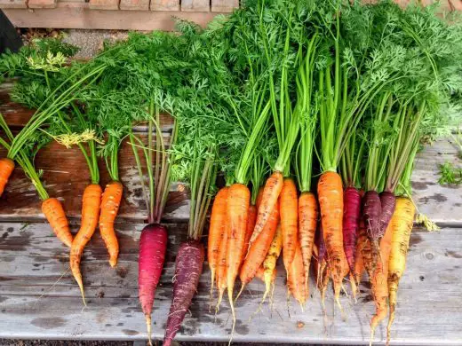 Getting Fresh Food from Urban Farming