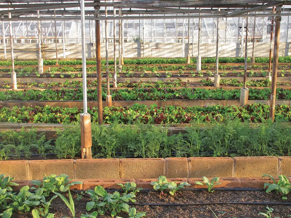 Getting Fresh Food from Urban Farming