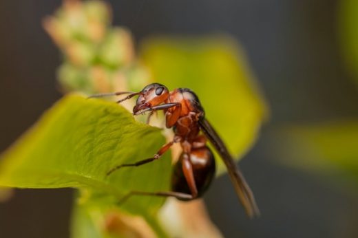 Home exterior features to protect from insects and bugs