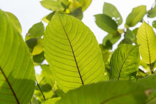 Maeng Da Kratom, Southeast Asia herb
