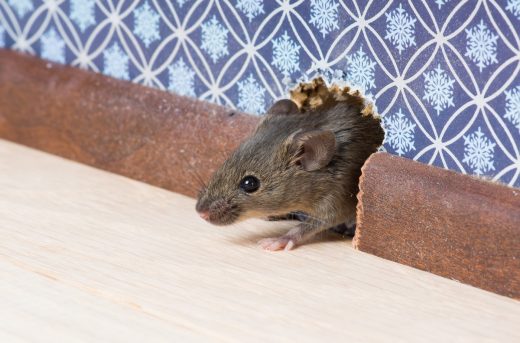 8 Property Maintenance Tips To Prevent Pests