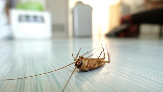 Dead cockroach on the floor after being hit by pesticides