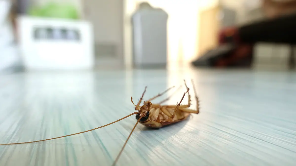 8 property maintenance tips to prevent pests - e-architect