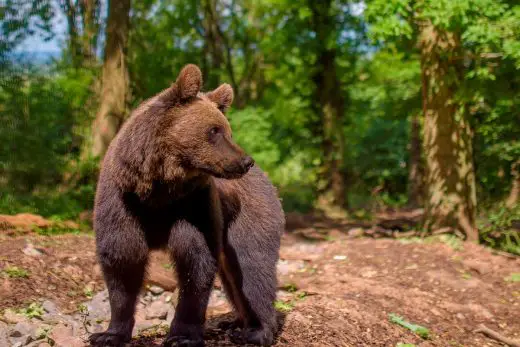 Albie the brown bear at Bear Wood, Wild Place Project - Bristol Architecture News