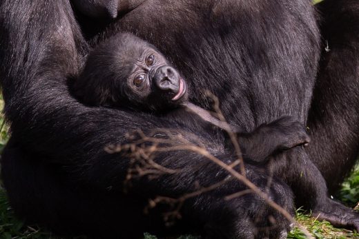 Bristol Zoo Gardens' youngest gorilla Juni