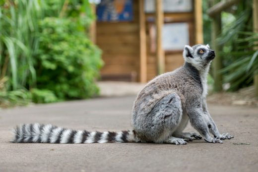 ring-tailed lemur, an endangered species, at Bristol Zoo