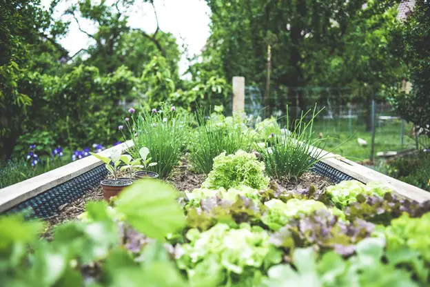 Build Your Own Backyard Garden From Scratch