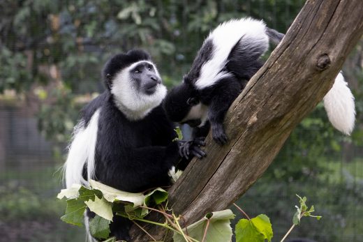 Colobus monkey London Zoo