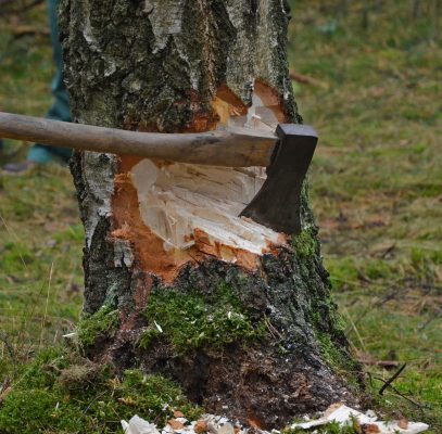 Exploring Tree Cutting Benefits Before Hiring Arborist Services