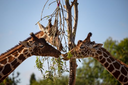 JJ-Giraffe, Bristol Zoo, south west England