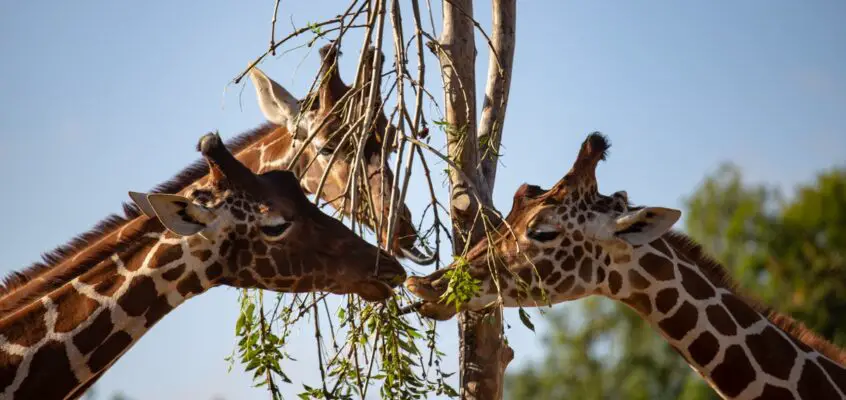 Bristol Zoo, Wild Place Project, England