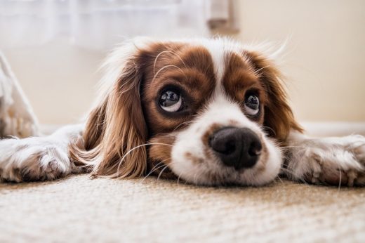 How to keep your dog safe in your home