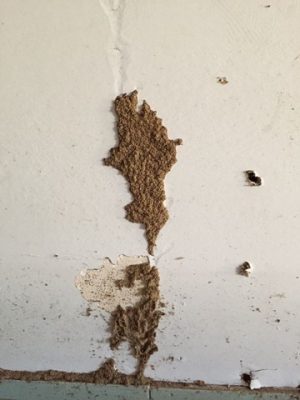 Malaysia termite treatment cost help guide