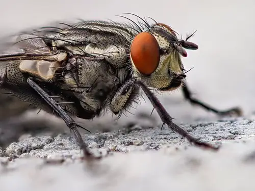 Rid Your Home of Flies This Summer 