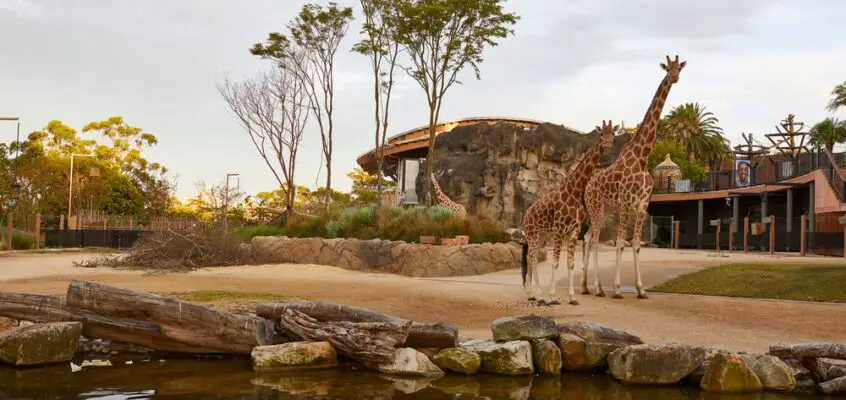 Taronga Zoo African Savannah, Sydney