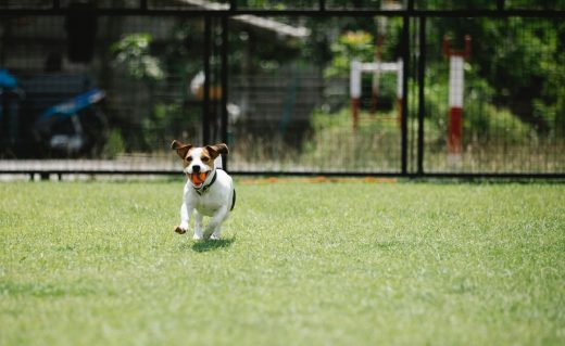 Unique deer fencing to simplify greenspace challenges