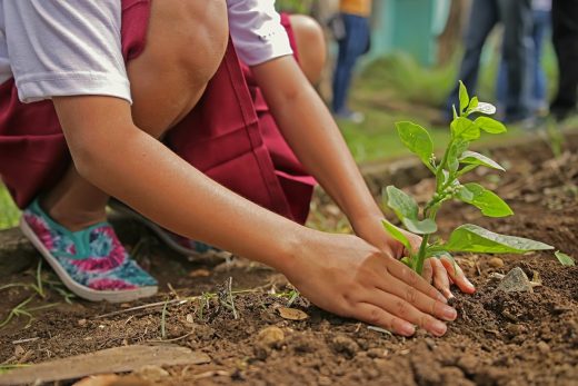 Tree backyard planting soil