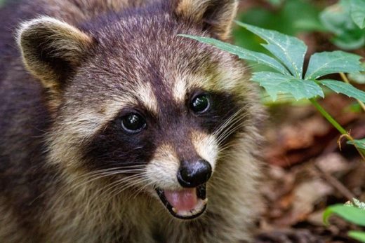 5 tips to keep raccoons away guide