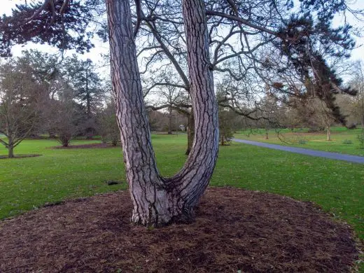 MoA Treehouses at Kew Design Competition Tree 2