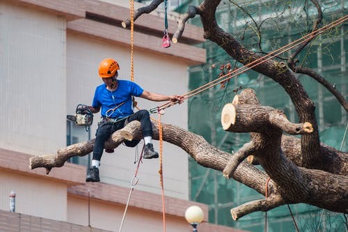 Looking for a perfect tree removal service
