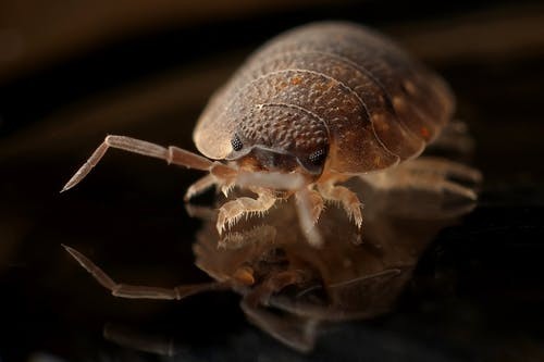 Protect your homes with best termite control methods