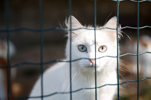 Things to consider when choosing a fence for your pets cat