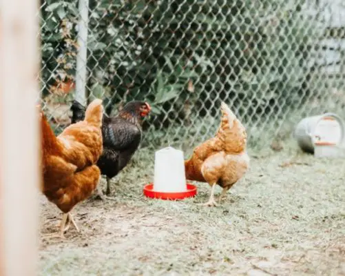 Working for chicken feed: raising chickens