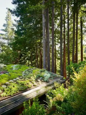 Mill Valley Cabins CA